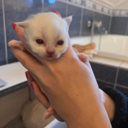 Jasmin 13 Heilige Birma