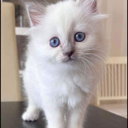 Jasmin 9 Heilige Birma