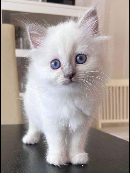 Jasmin 9 Heilige Birma
