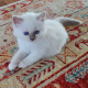Kitten Info 6 Heilige Birma