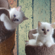 Kitten 4 Heilige Birma