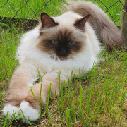 Belle 10 Heilige Birma