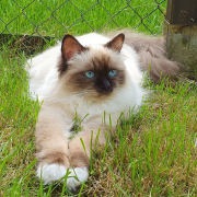 Belle 9 Heilige Birma