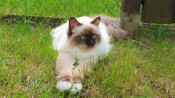Belle 9 Heilige Birma