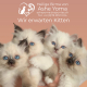 Wir erwarten Kitten Heilige Birma