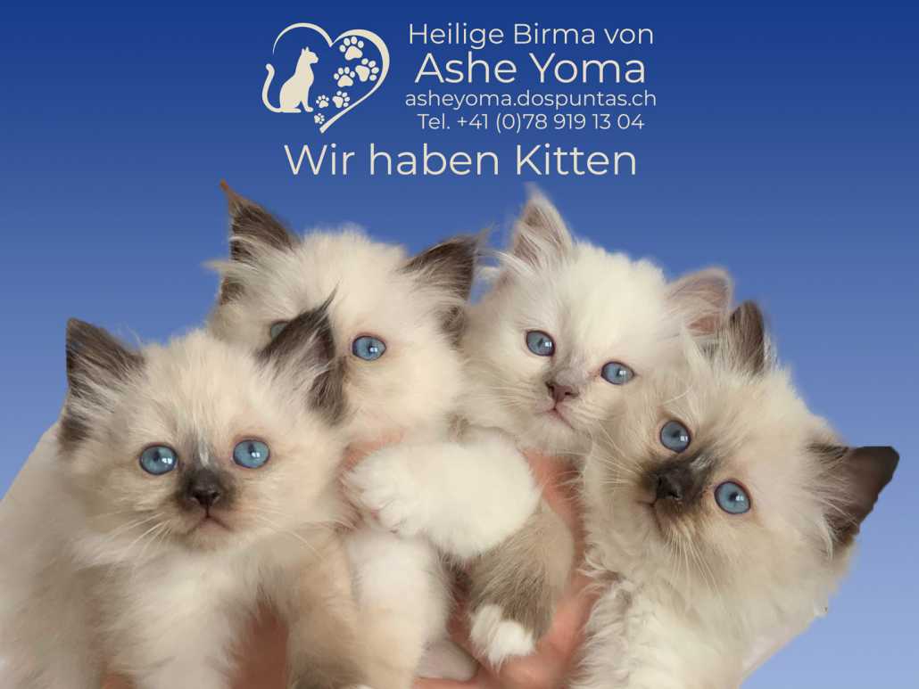 Kitten
