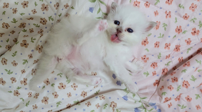 Luna - Heilige Birma Kitten in der Farbe Lilac Tabby Point SBI c 21