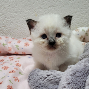 Leonardo - Heilige Birma Kitten in der Farbe Seal Point SBI n