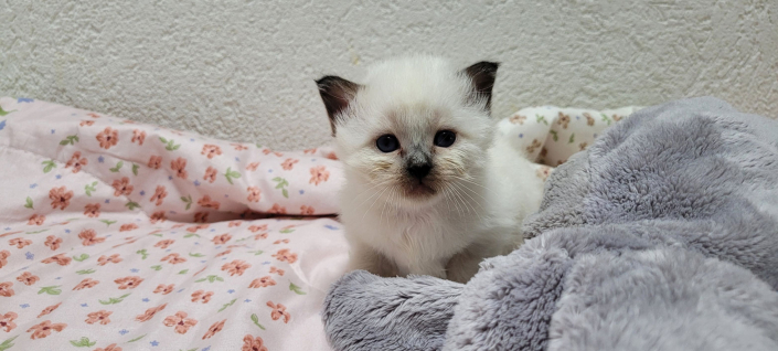 Leonardo - Heilige Birma Kitten in der Farbe Seal Point SBI n