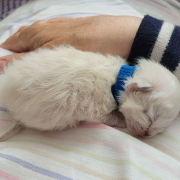 Leonardo - Heilige Birma Kitten in der Farbe Seal Point SBI n