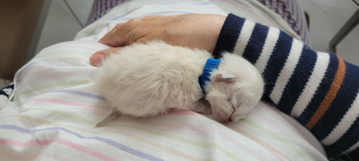 Leonardo - Heilige Birma Kitten in der Farbe Seal Point SBI n