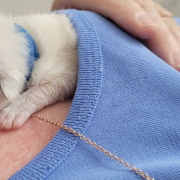 Leonardo - Heilige Birma Kitten in der Farbe Seal Point SBI n