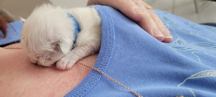 Leonardo - Heilige Birma Kitten in der Farbe Seal Point SBI n