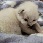 Leonardo - Heilige Birma Kitten in der Farbe Seal Point SBI n