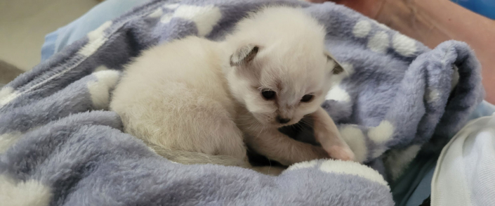 Leonardo - Heilige Birma Kitten in der Farbe Seal Point SBI n