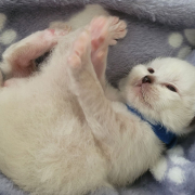 Leonardo - Heilige Birma Kitten in der Farbe Seal Point SBI n