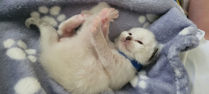 Leonardo - Heilige Birma Kitten in der Farbe Seal Point SBI n
