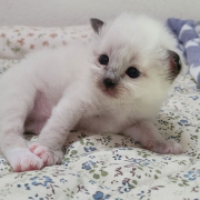 Leonardo - Heilige Birma Kitten in der Farbe Seal Point SBI n