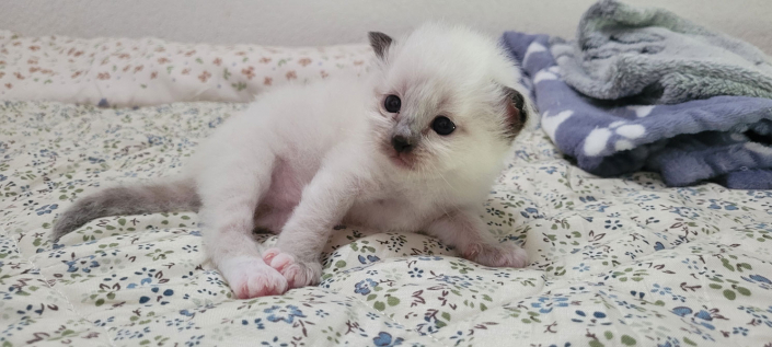 Leonardo - Heilige Birma Kitten in der Farbe Seal Point SBI n