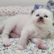 Leonardo - Heilige Birma Kitten in der Farbe Seal Point SBI n