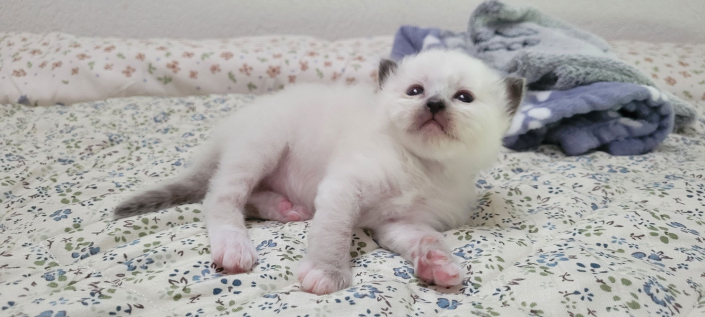 Leonardo - Heilige Birma Kitten in der Farbe Seal Point SBI n