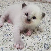 Leonardo - Heilige Birma Kitten in der Farbe Seal Point SBI n
