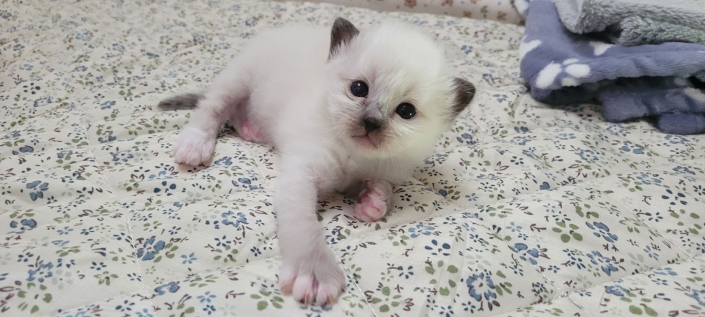 Leonardo - Heilige Birma Kitten in der Farbe Seal Point SBI n