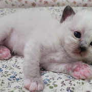 Leonardo - Heilige Birma Kitten in der Farbe Seal Point SBI n
