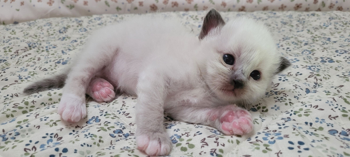 Leonardo - Heilige Birma Kitten in der Farbe Seal Point SBI n