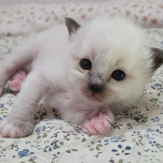 Leonardo - Heilige Birma Kitten in der Farbe Seal Point SBI n