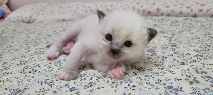 Leonardo - Heilige Birma Kitten in der Farbe Seal Point SBI n