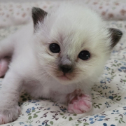 Leonardo - Heilige Birma Kitten in der Farbe Seal Point SBI n