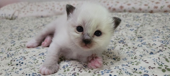 Leonardo - Heilige Birma Kitten in der Farbe Seal Point SBI n