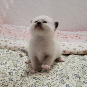 Leonardo - Heilige Birma Kitten in der Farbe Seal Point SBI n