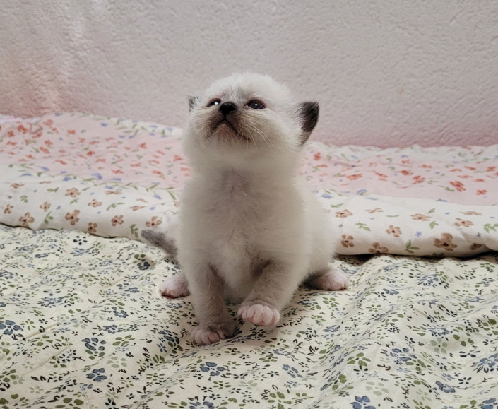 Leonardo - Heilige Birma Kitten in der Farbe Seal Point SBI n