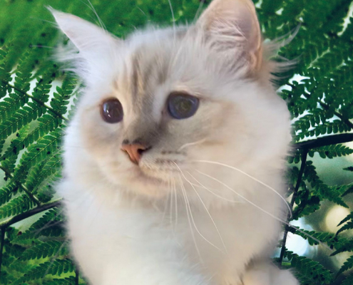 Heilige Birma Kater Lilac Tabby Point SBI c 21