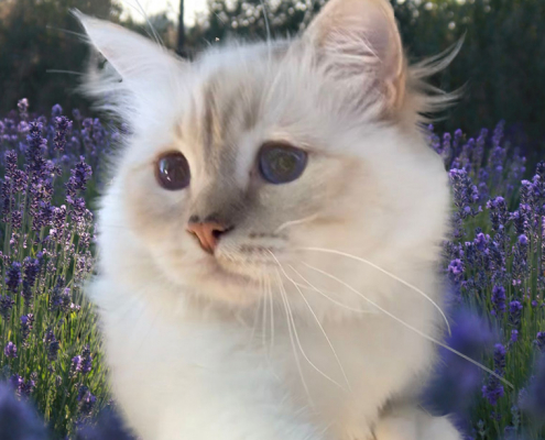 Heilige Birma Kater Lilac Tabby Point SBI c 21
