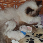 Wurf 040724 6dc Heilige Birma
