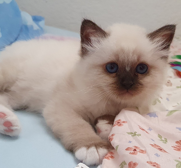 Layani 46 Tage / 6,5 Wochen Layani Kitten 20240813 171246 2 Heilige Birma