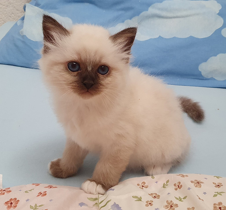 Leonardo_Kitten Leonardo Kitten Heilige Birma