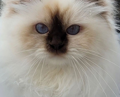 This gorgeous girl is also expecting kittens in April Heilige Birma