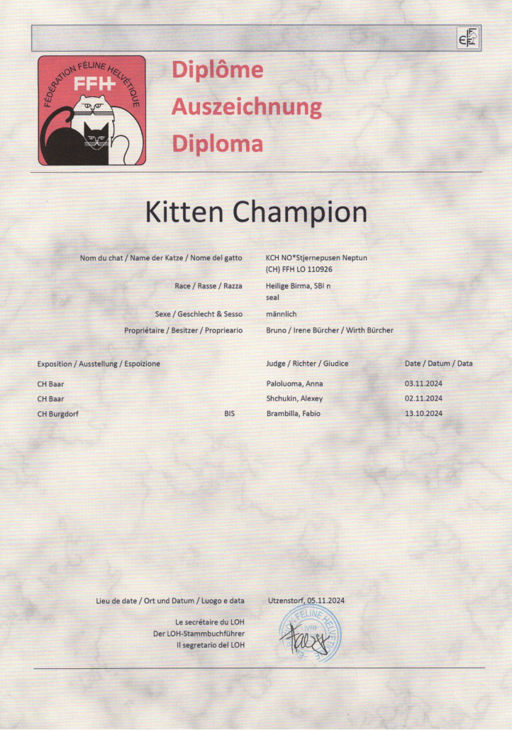 Neptun Kitten Champion Heilige Birma