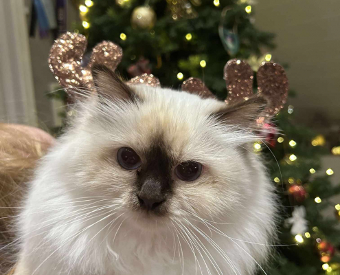 Kaja Weihnachten Heilige Birma
