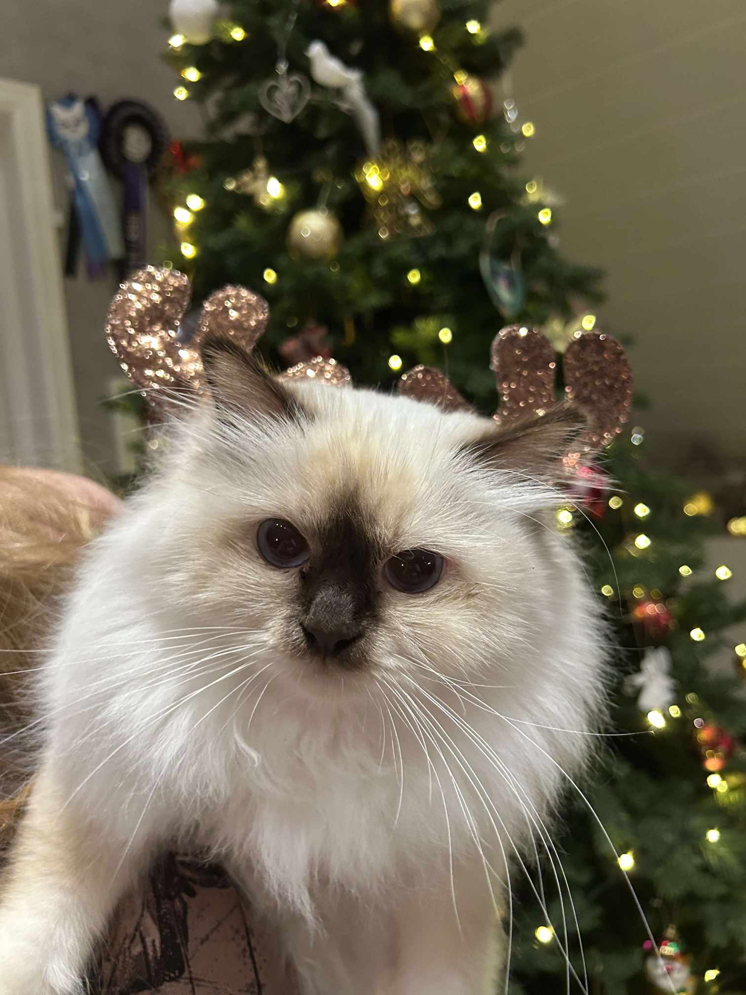 Kaja Weihnachten Heilige Birma