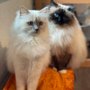 Jasmin und Haribeau 1 Heilige Birma