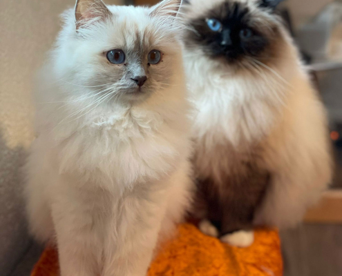 Jasmin und Haribeau 1 Heilige Birma
