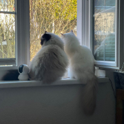 Jasmin und Haribeau 4 Heilige Birma