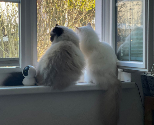 Jasmin und Haribeau 4 Heilige Birma