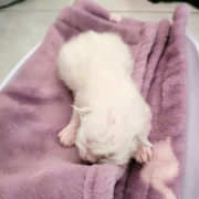 Kitten 1a 5 Tage Heilige Birma