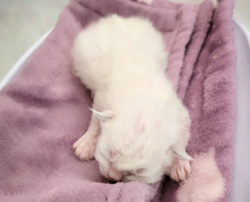 Kitten 1a 5 Tage Heilige Birma